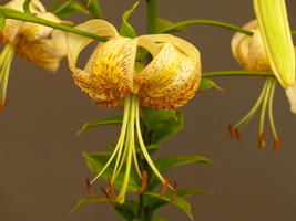 Foto: Dr. Peter Müller